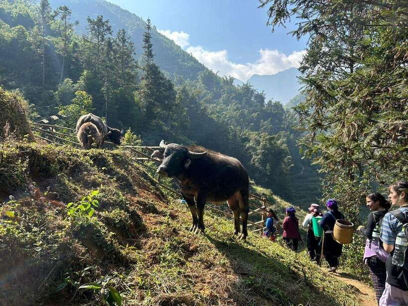1 Day Sapa Trek&Home-cooked Lunch HmongSisterHouse&Trekking - Who should book this trek