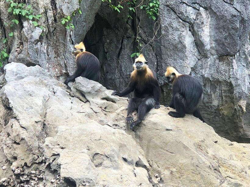 2 Days 1 Night Adventure: Cat Ba National Park, Lan Ha Bay - FAQ