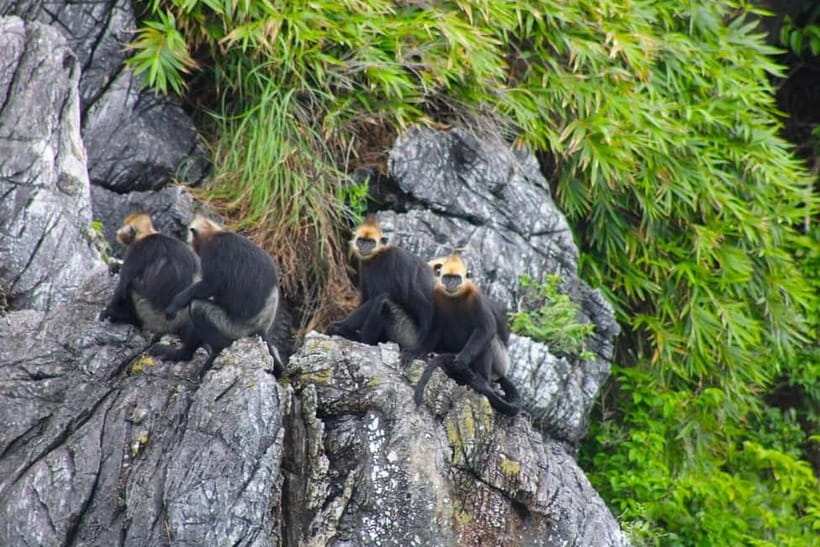 3-Day Discover the most stunning Cat Ba Island - Lan Ha Bay - Day 2: Cycling Viet Hai, then boarding the cruise