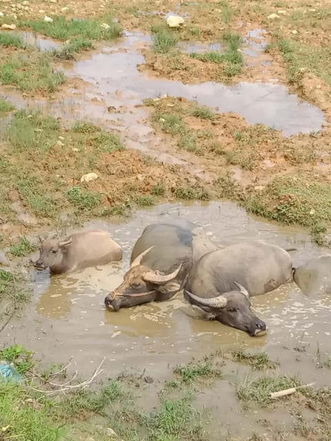 EXPLORE SAPA: 2D1N TREKKING & HMONG CULTURE WITH DINH - Day 1: From Sapa Town to Ta Van
