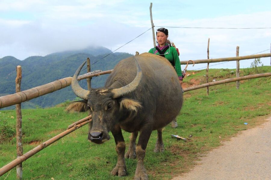 From Hanoi: 2-Day Sapa Cultural Exchange Tour with Homestay - Who Should Book This Sapa Tour?
