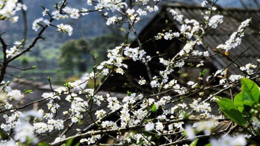 From Hanoi: Sapa 3-Day Medium Trek and Limousine Trip - The guide can make this trip
