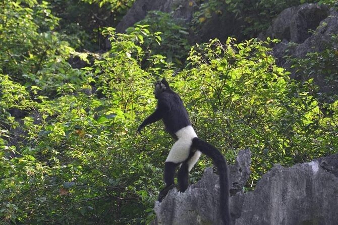 Full-Day Cuc Phuong National Park Hiking Tour - Key points before you book
