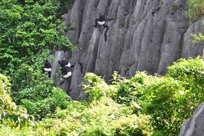 Full-Day Cuc Phuong National Park Hiking Tour - The Ninh Binh loop sets the pace