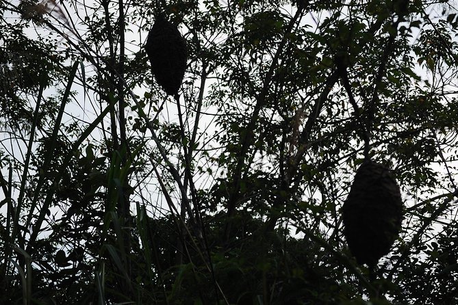 Full day hikes, Cycles, Kayaks & swims in Cat Ba National park - Three hours on Cat Ba’s forest trail