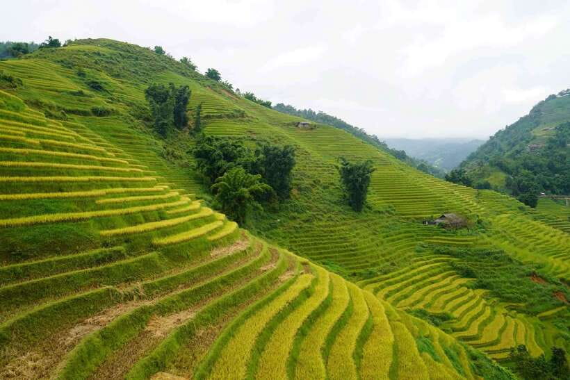 Half Day Sapa Trekking to Visit Lao Chai - Ta Van - Y Linh Ho and the first views