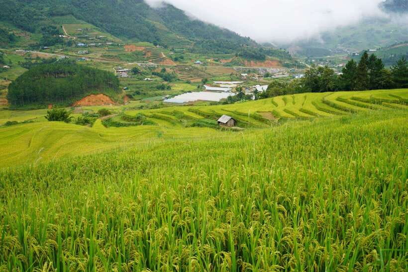 Half Day Sapa Trekking to Visit Lao Chai - Ta Van - FAQ