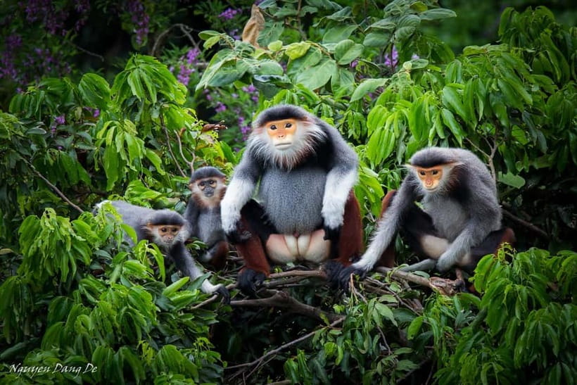 Ninh Binh: Cuc Phuong Jungle Hike & Wildlife Day Trip - Botanical garden and visitor center
