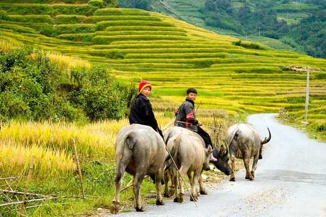 Sapa 3 Days 2 Nights Trekking Tour From Hanoi (2 Nights in Hotel) - Should you book this Sapa tour?